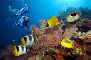 澳大利亚的大堡礁怎么读